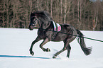 Friesian Horse