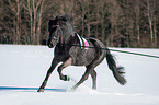 Friesian Horse