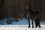 Friesian Horse
