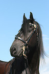 Friesian horse portrait