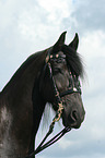 Friesian horse portrait