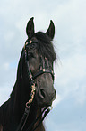 Friesian horse portrait