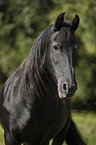 old Friesian mare