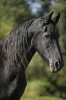 old Friesian mare