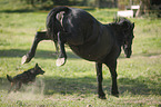 Friesian Horse and German Shepherd