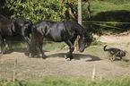 Friesian Horse and German Shepherd