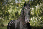 old Friesian mare