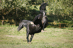 kicking Friesian Horse