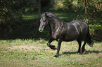trotting Friesian Horse
