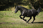 running Friesian Horse