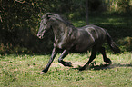 trotting Friesian Horse