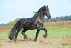 trotting Friesian Horse