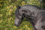 Friesian Horse Portrait