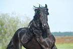 Friesian Horse Portrait