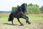 galloping Friesian Horse