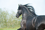 Friesian Horse Portrait