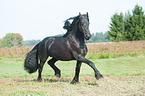 trotting Friesian Horse