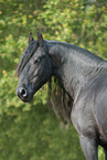 Friesian Horse Portrait