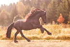 galloping Friesian Horse