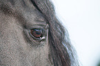 Friesian Horse eye