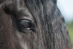 Friesian Horse eye