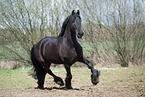 trotting Friesian Horse