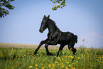 Friesian Horse Foal