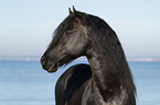 Friesian Horse Portrait