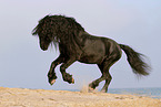 galloping Friesian Horse