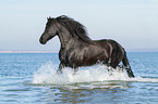 trotting Friesian Horse