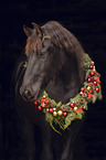 Friesian Horse portrait