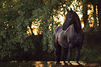 standing Friesian Horse