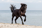 galloping Friesian horse