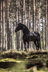 Frisian stallion