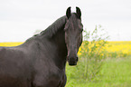 Friesian horse portrait