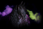 frisian horse with holi colors