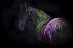 frisian horse with holi colors