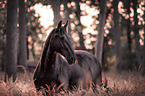 Frisian Horse