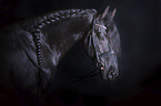 Friesian Horse portrait