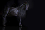 standing Friesian Horse