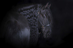 Friesian Horse portrait