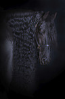 Friesian Horse portrait