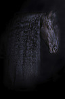 Friesian Horse portrait