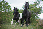 Friesian Horse with Baroque Pinto