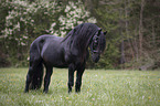 standing Friesian Horse