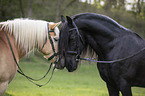 Friesian Horse with Haflinger