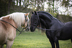 Friesian Horse with Haflinger