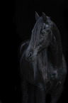 Friesian Horse portrait