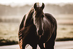 Friesian Horse