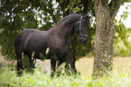 standing Friesian Horse